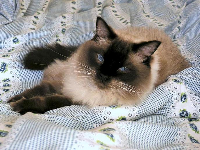 Artuš - oldschool kočifoto