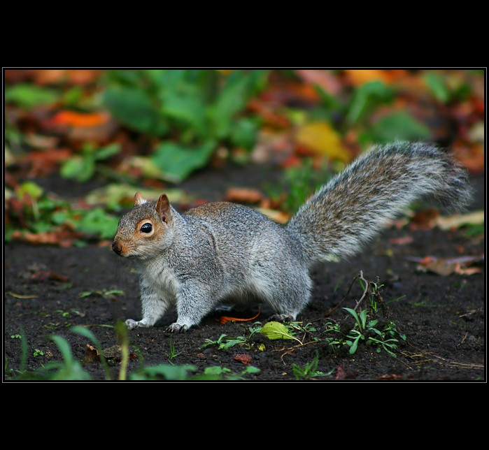 Sciurus carolinensis
