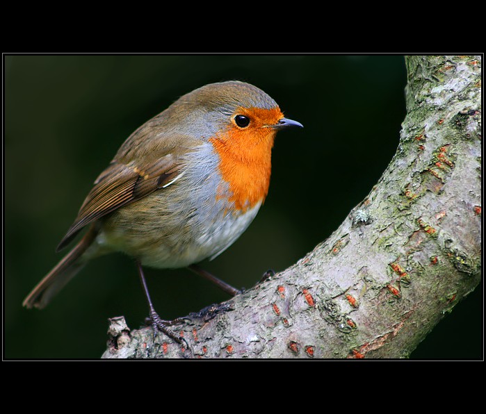 Robin