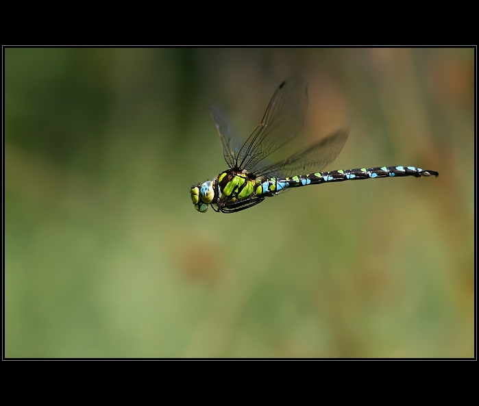Flying