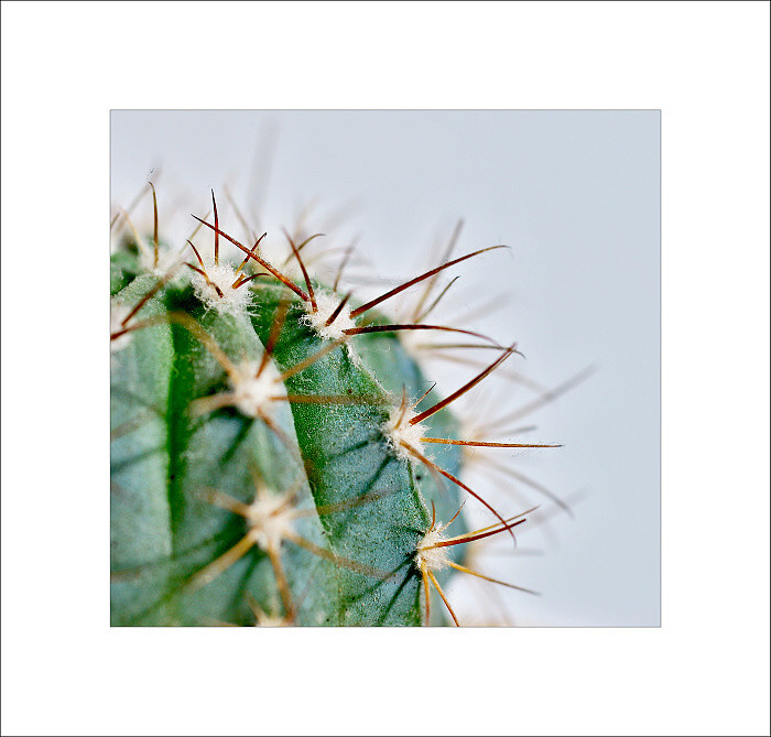 Cactus....