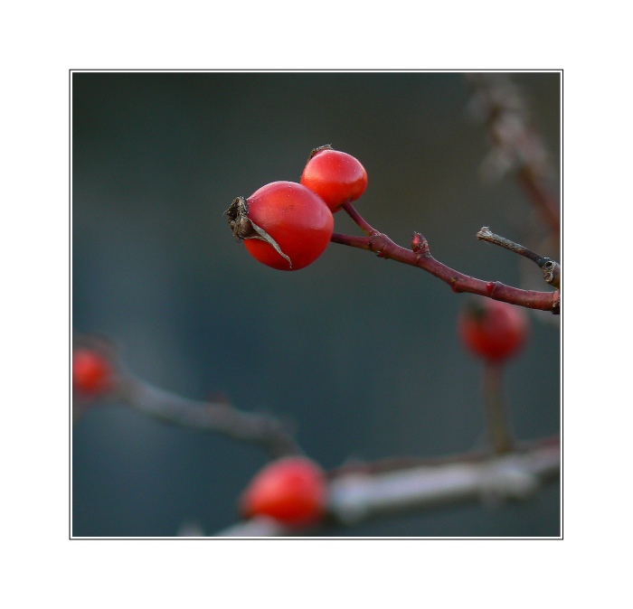 *red*