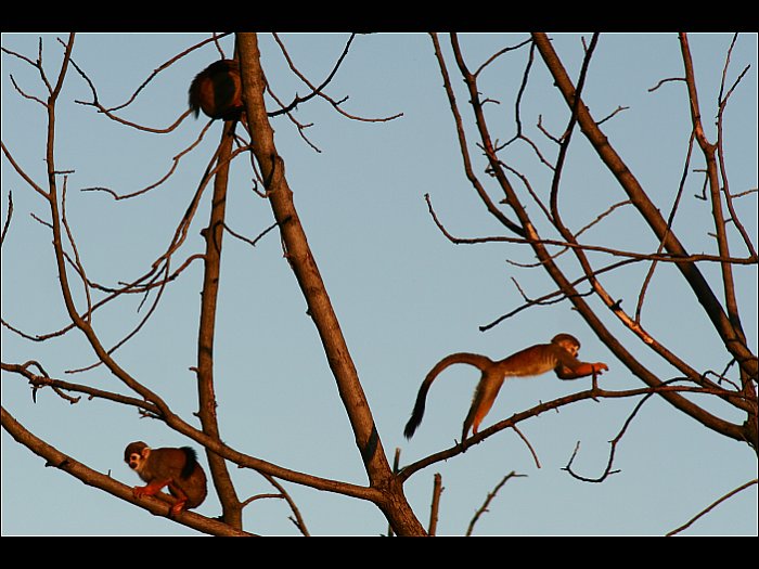 Monkeys