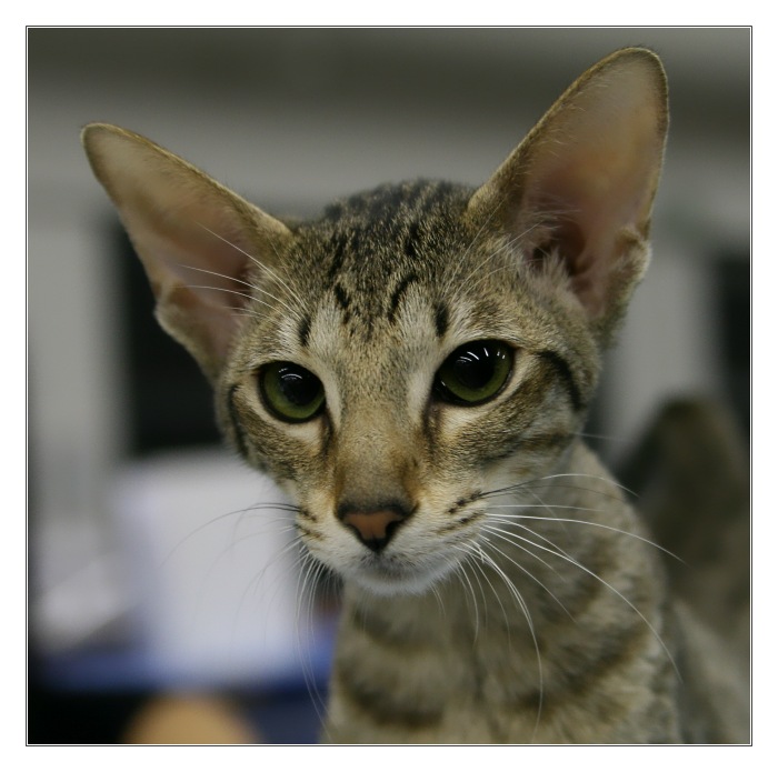 Copak se ti to v tom objektivu hybe?