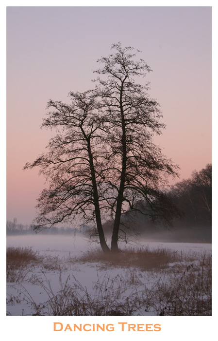 Dancing Trees