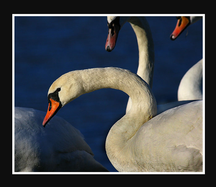 Trio labutos