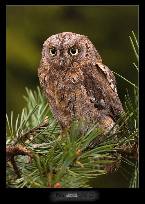 Výreček malý (Otus scops)