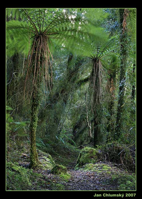 Cyathea smithii (Vzpomínky na Zéland)