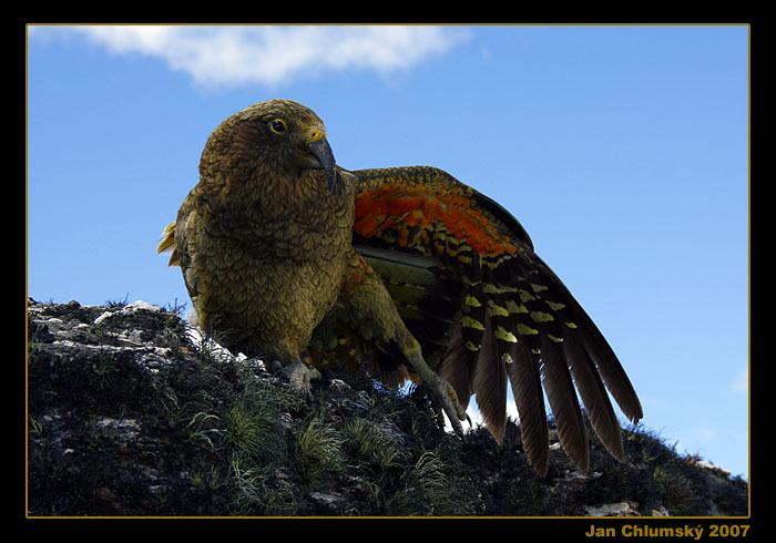 Kea papouch (Vzpomínky na Zéland)