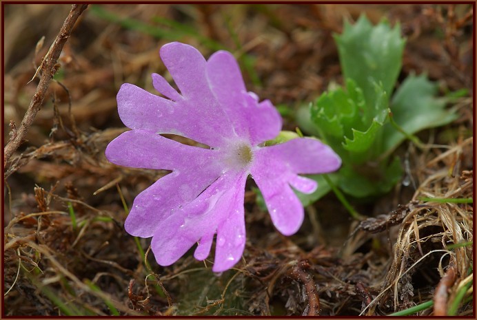 Primula minima, prvosenka nejmenší