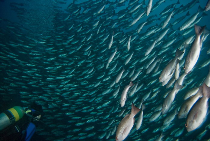 Fish soup