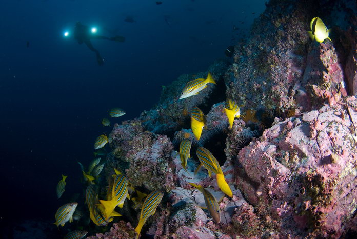 Malpelo