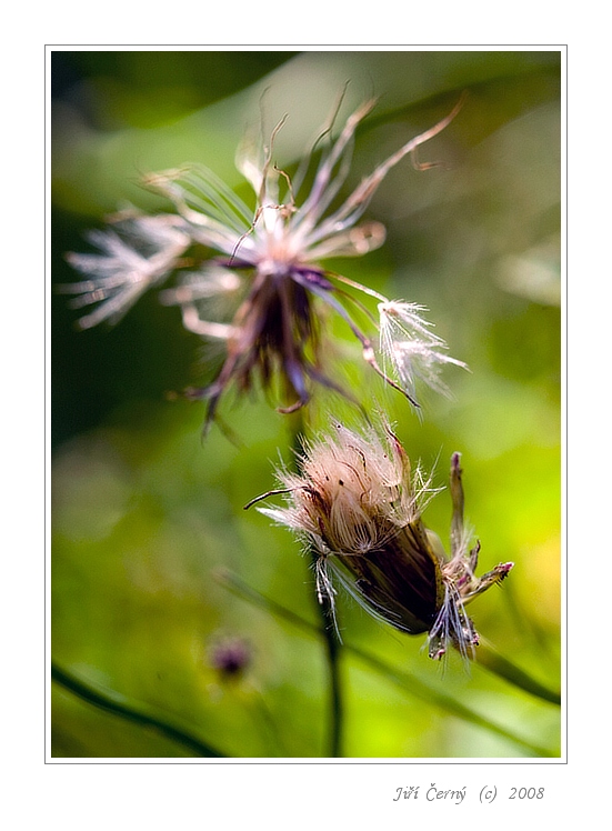 Vzpomínka na léto...