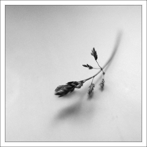 ..z louky...