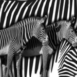 Zebry