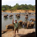 Sri Lanka sloni sirotinec