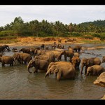 Sloni sirotinec na Sri Lanke