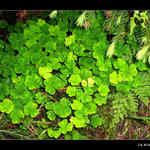 Trojlístky pro štěstí