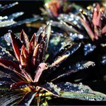 Hra na pouťová pozlátka ...