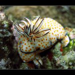 Egypt-mekkýši při páření