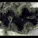 Egypt...škeble  na lovu....