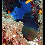 Egypt-murena při odpočinku