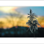 ... vtedy, keď ešte hrdo a vzpriamene stál ...