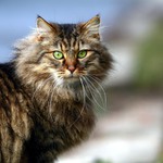 To jsem ale kočka co?