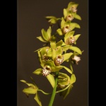 Cymbidium