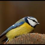 Sýkora modřinka(Parus caeruleus)
