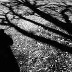 o lidech a stromech...