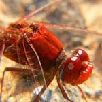 Vážka červená (Sympetrum sanguineum)