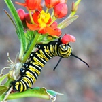 Babôčka smradľavá