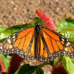 Babôčka smradľavá (Danaus plexippus)
