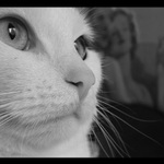 Lady