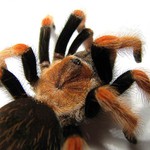 Brachypelma boehmei