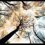 jednoducho v lese II