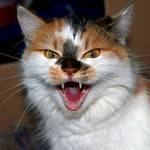 jak naše Růže cenila zoubky :-)