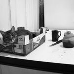 Místo jablíček kočička