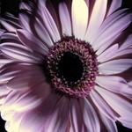 Gerbera