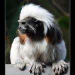 ...opička...