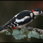 Strakapoud velký (Dendrocopos major)