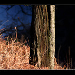 Upland oakwood