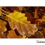 Vzpomínka na podzim