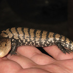 kadal