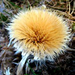 Warm Frost