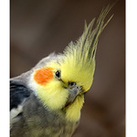 Nymphicus hollandicus