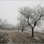 Jíní pod Házmburkem