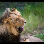 Z Krugerova parku v JAR