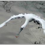 .. nad hladinou vodní ..